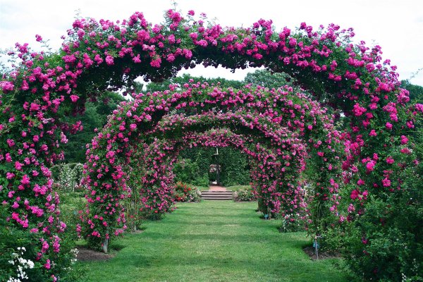 Роза Эксцельза плетистая