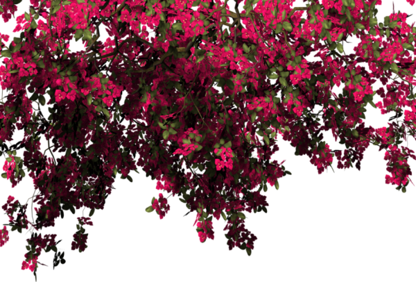 Плетистые розы Берсо