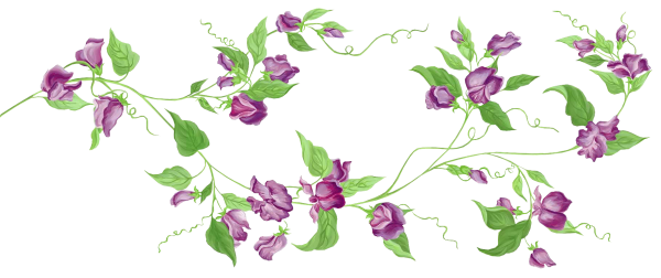 Лиана бугенвиллия