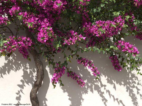 Клематис Лиана рисунок