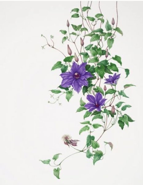 Лианы с цветами