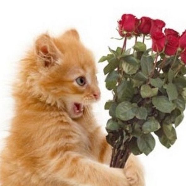 Рыжий кот с букетом