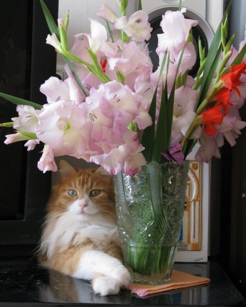 Кот с букетом