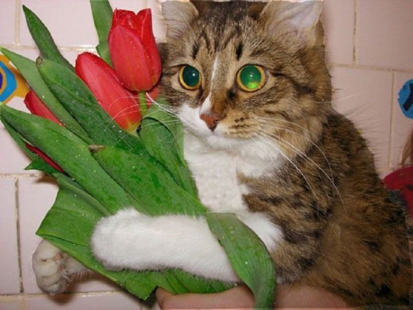 Кошка с букетом цветов