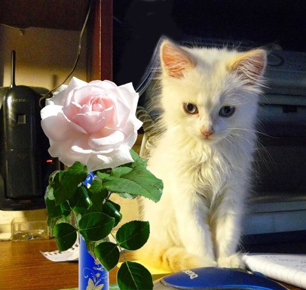 Розы и котенок
