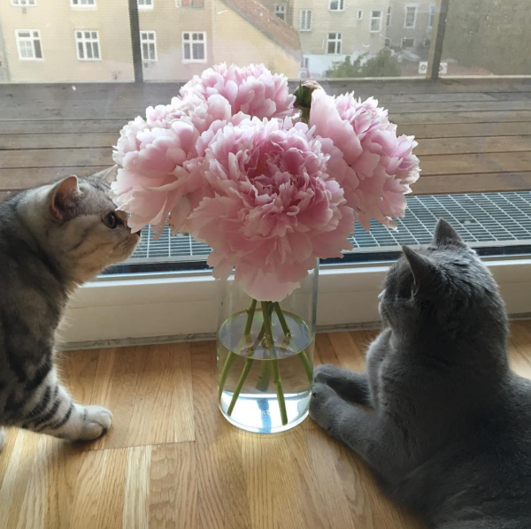 Кошка в пионах