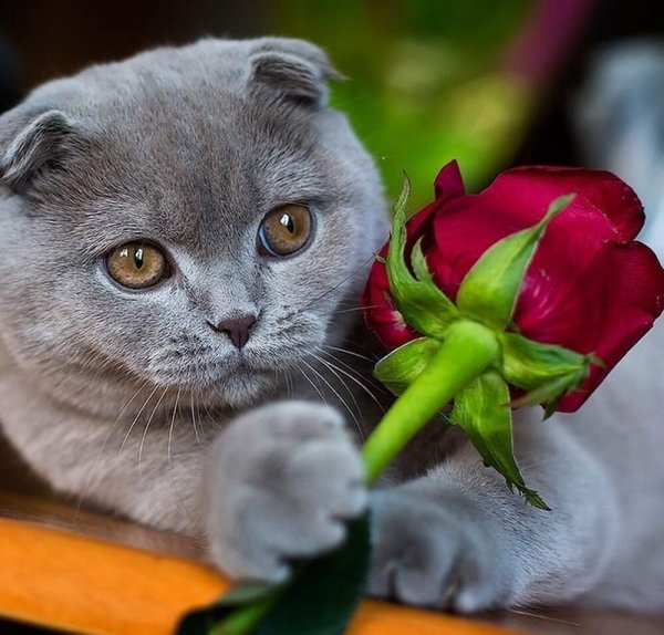 Шотландская вислоухая с цветком