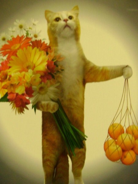 Кот с букетом и апельсинами