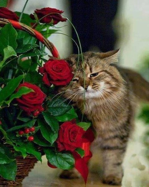 Котенок с цветами