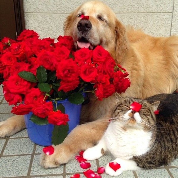 Собака с букетом