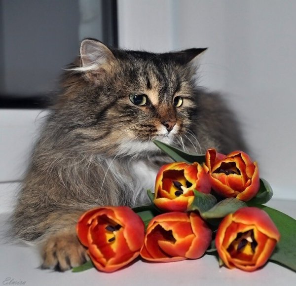 Котенок с цветами 8 марта