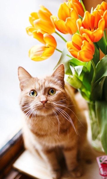 Коты и тюльпаны