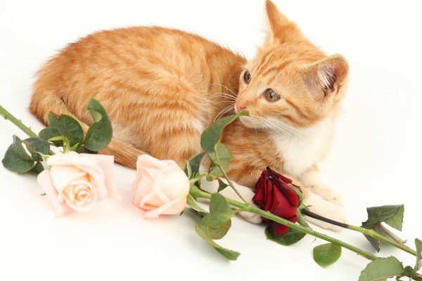 Рыжий котёнок