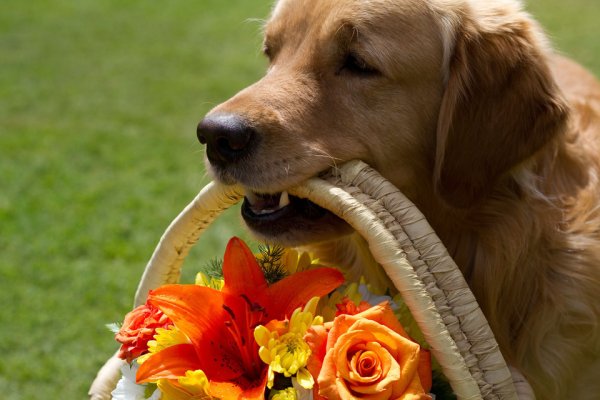 Собака с цветами в зубах