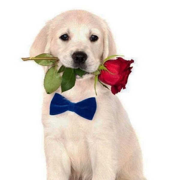 Пёсик с цветочком