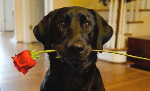 Мопс в шляпе