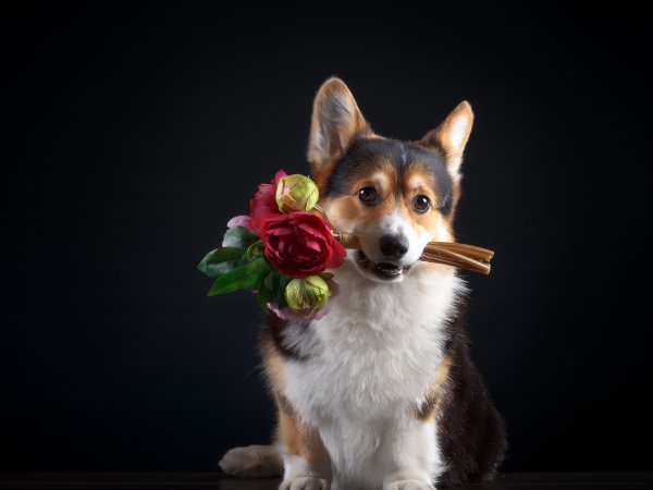 Собака с цветком в зубах