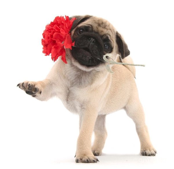 Лабрадор с цветами в зубах