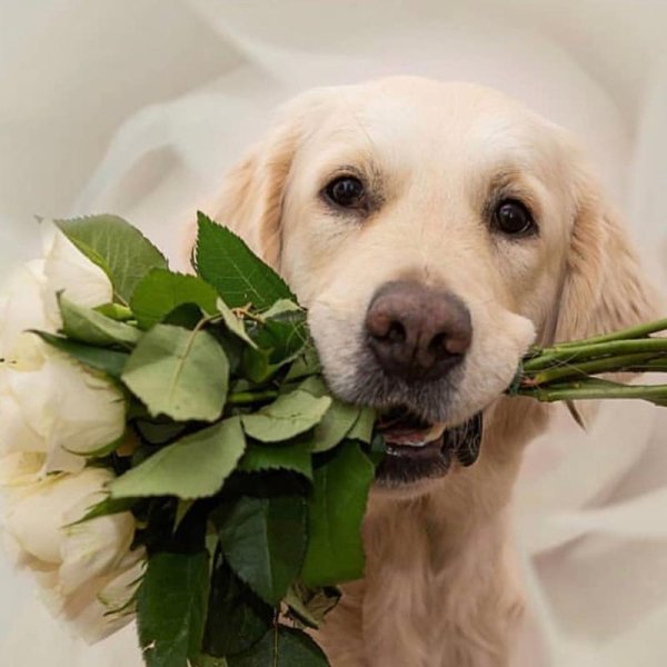 Животные с цветами