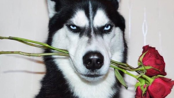 Цветы и животные