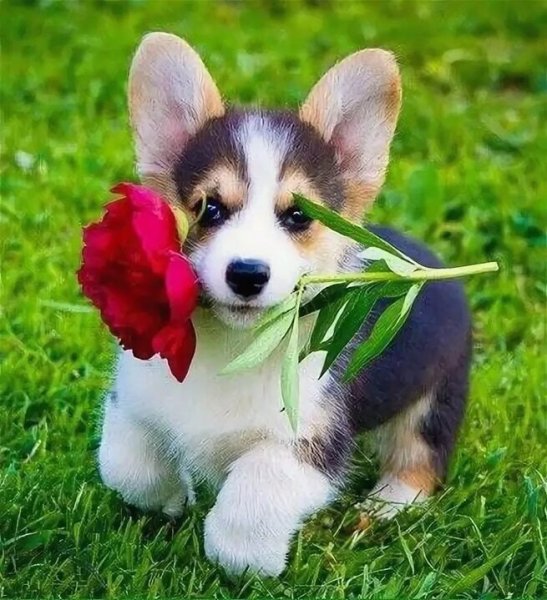 Собака с букетом цветов