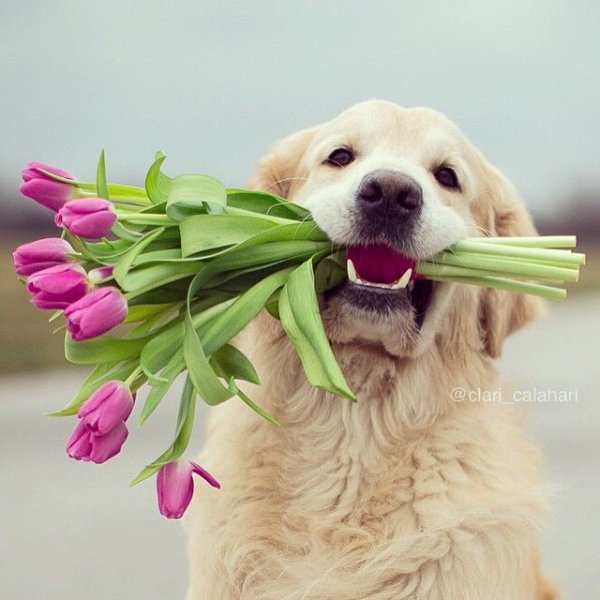 Собачка в цветах