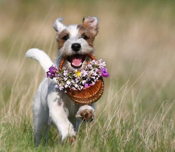 Кошки и собаки с цветами