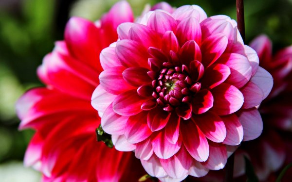 Георгина бочерелл