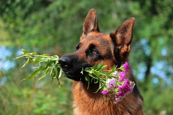 Красивые собаки