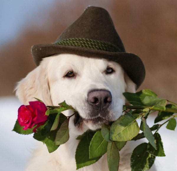 Бивер-Йоркширский терьер