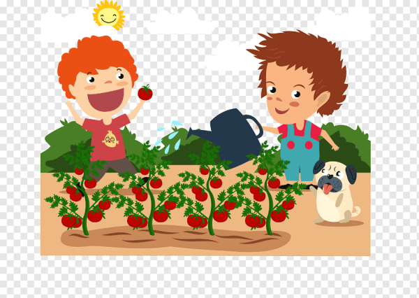 Помидоры на грядке рисунок