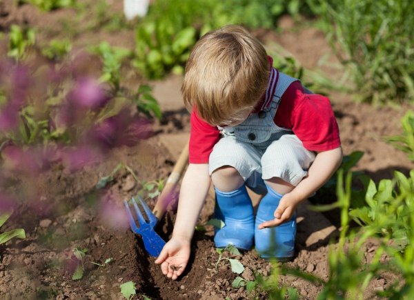 Посадка растений в саду