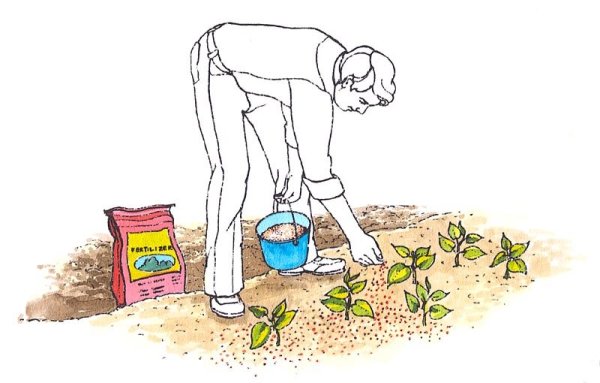 Рисунок внесение удобрений в почву