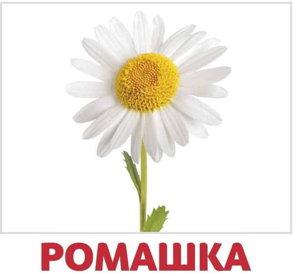 Карточки Домана цветы