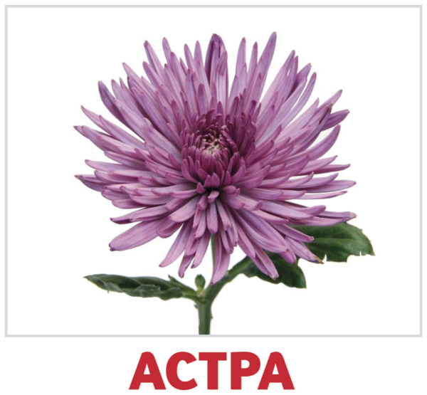 Карточки Домана цветы