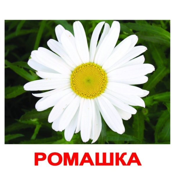 Карточки Домана цветы
