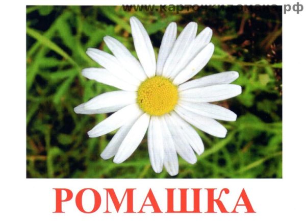 Карточки Домана цветы Ромашка