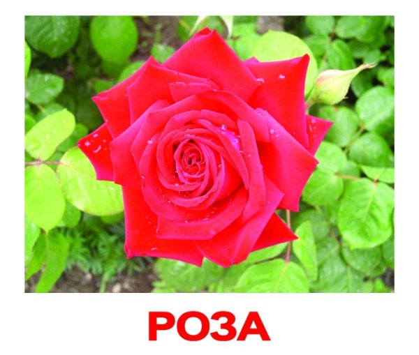 Роза карточка для детей