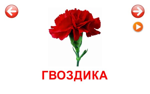 Карточки Домана цветы для детей