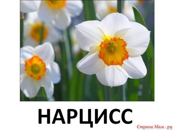 Весенние цветы карточки для детей