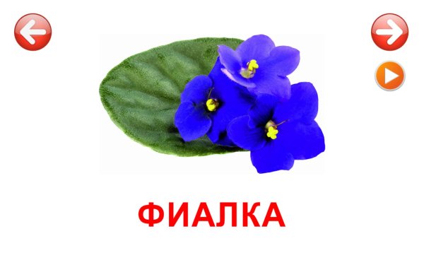 Карточки Домана садовые цветы