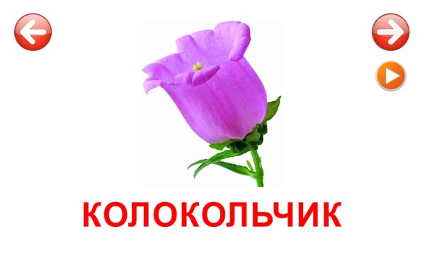 Цветы карточки для детей