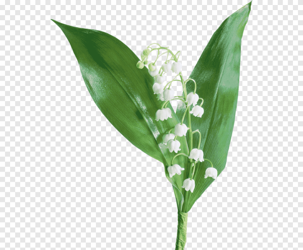 Тюльпан карточка для детей