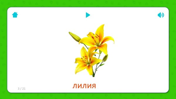 Пионы с карточкой