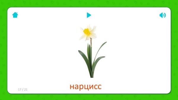 Розовая Орхидея на белом фоне