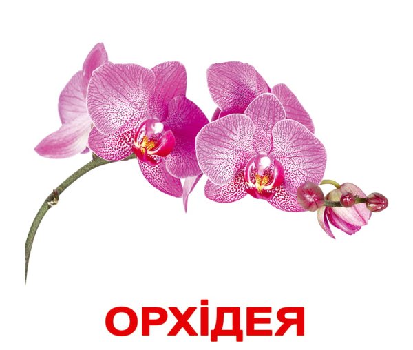 Карточки Домана цветы полевые