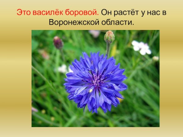 Карточки Домана цветы полевые