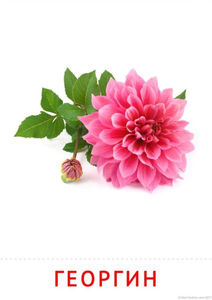 Карточки Домана первые цветы