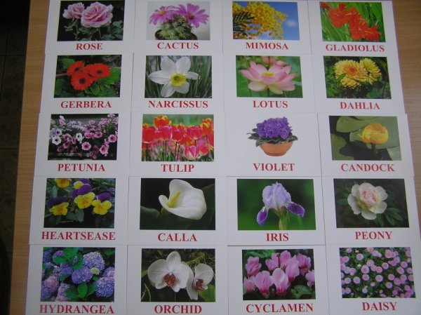 Карточки Домана цветы