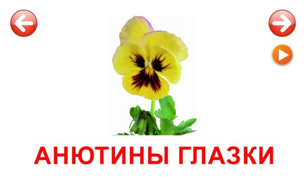 Карточки Домана цветы полевые